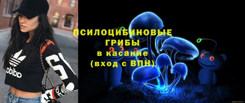 Галлюциногенные грибы Psilocybe  купить закладку  Губкинский 